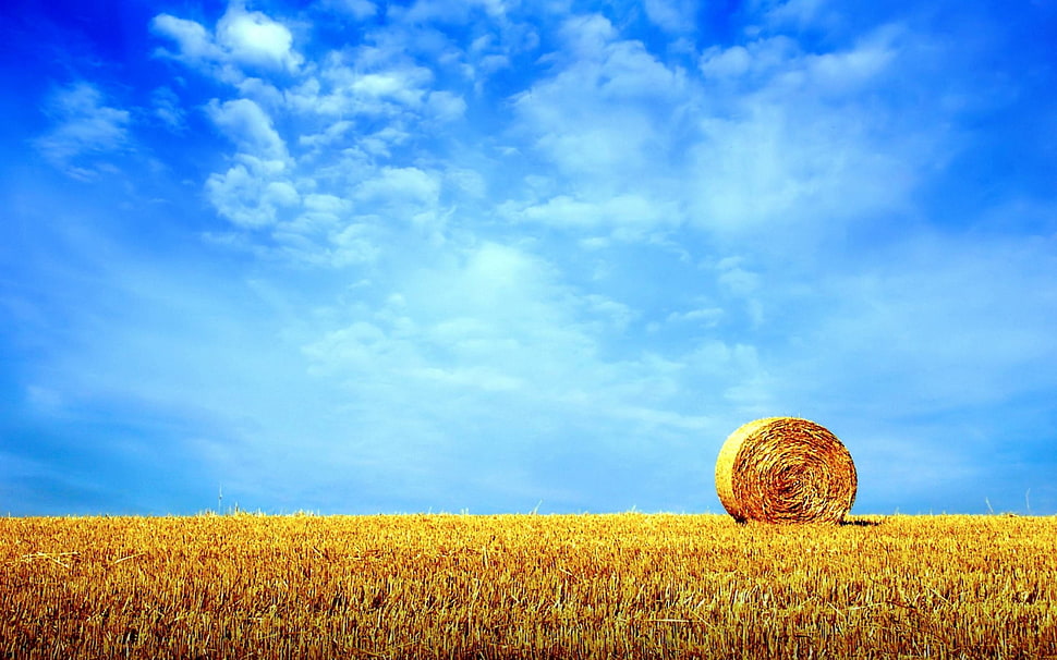 brown rolled hay HD wallpaper