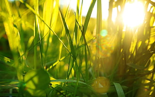 macro photography of green grass during golden hour