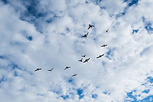 flock of brown birds HD wallpaper