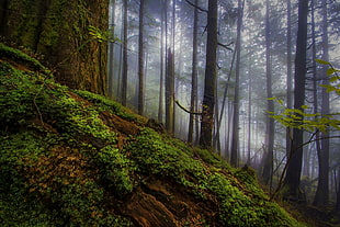 forest, nature, landscape, morning, forest HD wallpaper