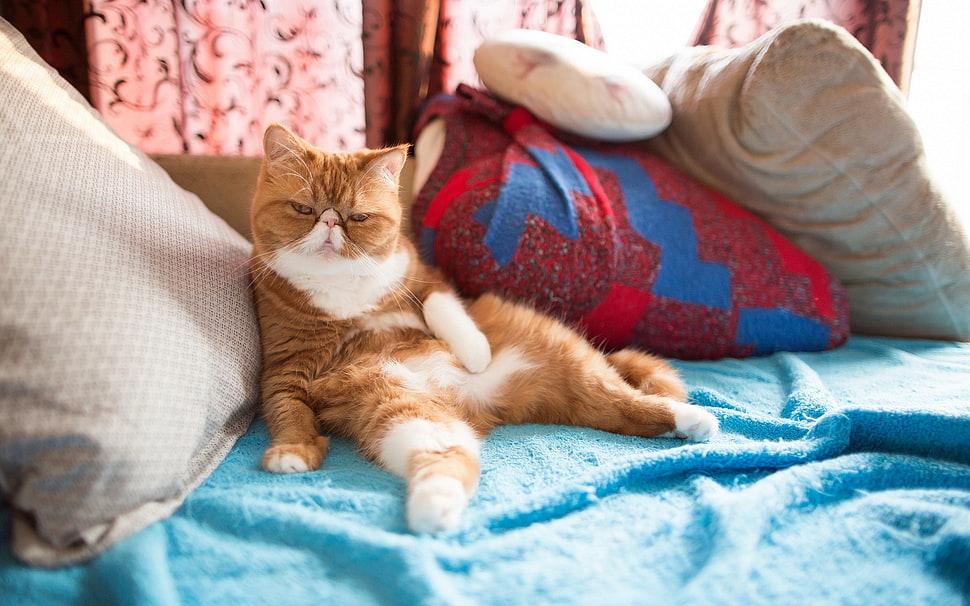 orange cat, cat, animals HD wallpaper