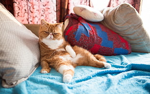orange cat, cat, animals HD wallpaper