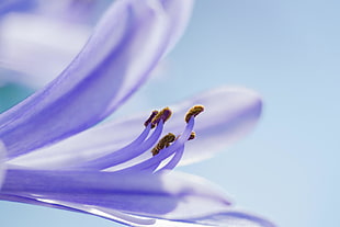 close up photo of flower stigma HD wallpaper