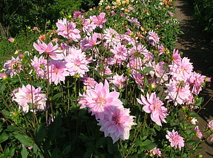 pink petal flower plant