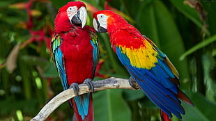 two parrot on tree branch HD wallpaper