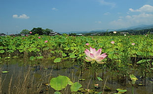 selective focus photography of pink lotus flower HD wallpaper