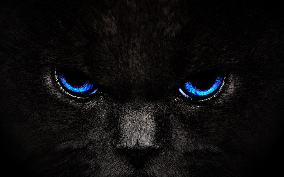 blue animal eyes 3D wallpaper, cat, animals HD wallpaper