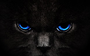 blue animal eyes 3D wallpaper, cat, animals