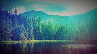green leafed trees, simple background, nature