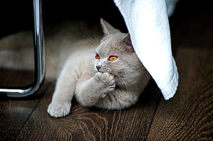 gray thick-fur cat, Kitten, British, Cool