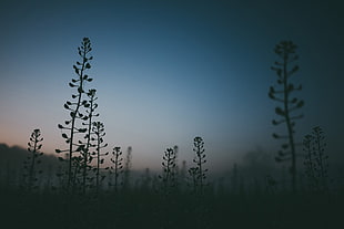 black trees, plants, sunrise, morning