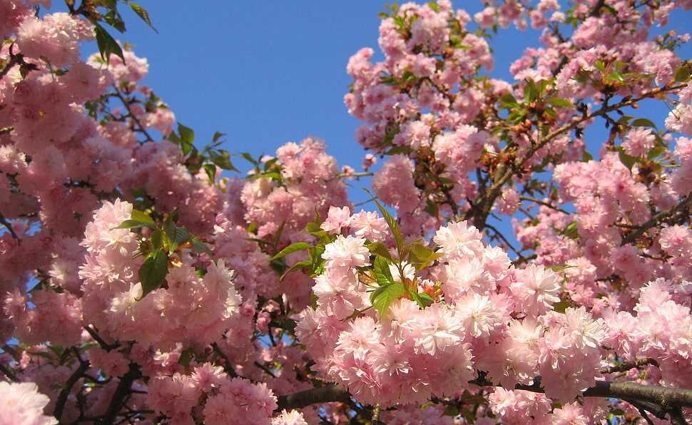 pink cluster flower HD wallpaper