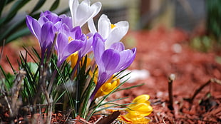macro photography of purple, white and yellow Crocus flower HD wallpaper