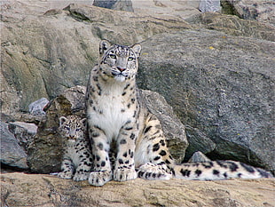 leopard with baby on rock HD wallpaper