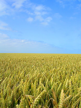 green wheat field photo HD wallpaper