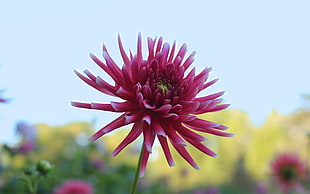 selective focus photography of pink Dahlia flower