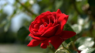 red rose flower, nature