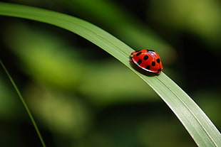 selective focus of ladybug on green leaf, ladybird HD wallpaper