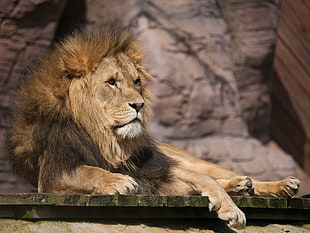 Male Lion lying on brown and green wooden board