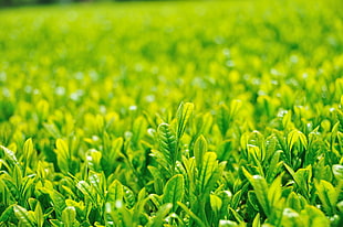 green seedlings HD wallpaper