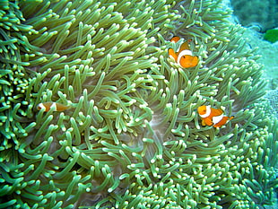 underwater photo of clown fishes
