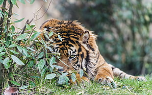 tiger lying on grass at daytime