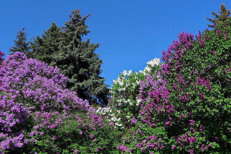 pink flowering tree at daytime HD wallpaper