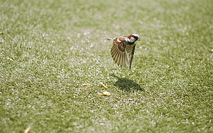 brown bird, birds, sparrow, grass, animals