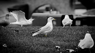 seagull bird on grass field HD wallpaper
