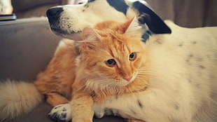 orange tabby cat, animals, dog, cat
