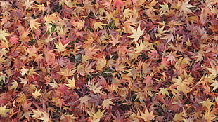 maple leaves, nature, leaves, fall, maple leaves