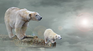 Polar bear and cub HD wallpaper