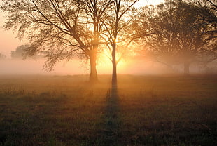 trees during sunrise