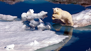 person taking photo of polar bear jumping
