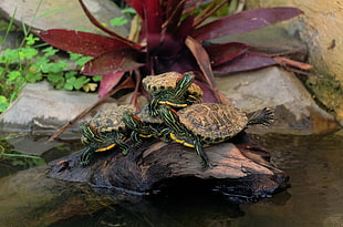four brown-and-green turtles on wooden log