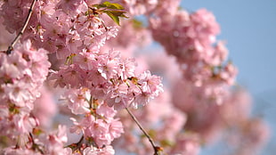 Cherry Blossoms HD wallpaper