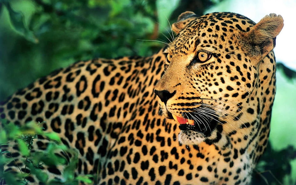 brown and black jaguar wallpaper HD wallpaper