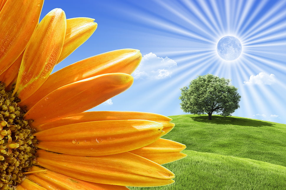Box,  Tree,  Flower HD wallpaper