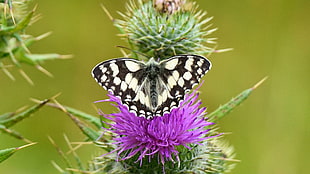 Caper White butterfly on purple flower during daytime