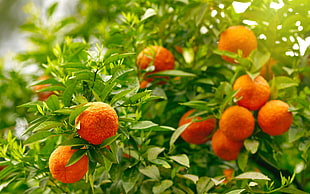 round orange fruit lot, food, fruit, orange (fruit), leaves HD wallpaper