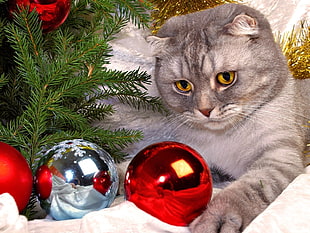 gray tabby cat on christmas tree