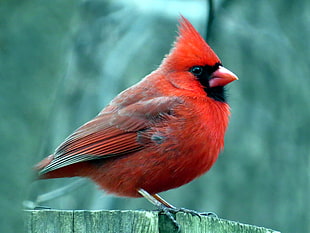 selective focus of cardinal perching on brown wooden panel