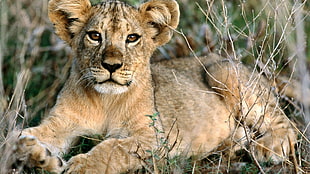 lion cub, animals, baby animals, lion HD wallpaper