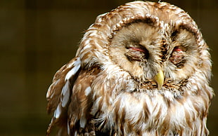 selective focus photography of white and brown sleeping owl