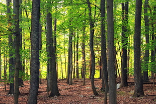 photo of green trees, hemlock