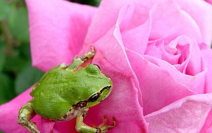 green frog on pink Rose flower