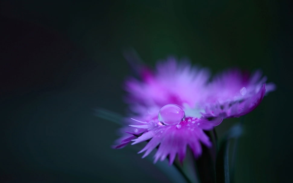 purple petaled flower HD wallpaper