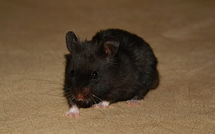 black rodent on brown surface