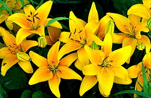 photo of yellow petaled flowers
