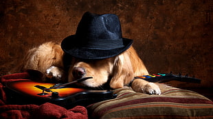 long-coated brown dog with black fedora hat, animals, dog, video games, guitar HD wallpaper